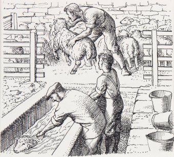 tunnicliffe-88007