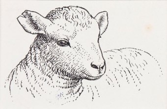 tunnicliffe-b88020