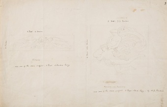 Flaxman-97713