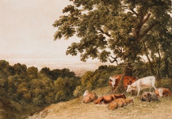 Hills-91437