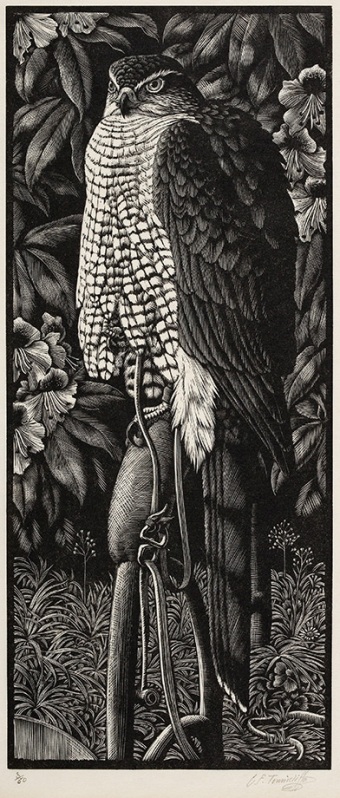 Tunnicliffe-97537