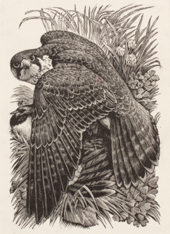 tunnicliffe-87970