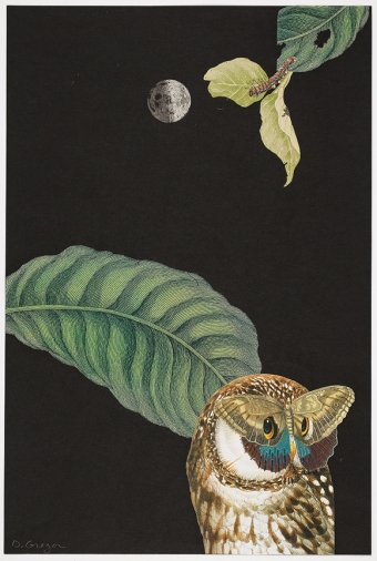 Greger-Two-Owls-18
