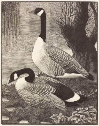 tunnicliffe-87958