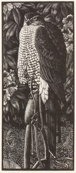 tunnicliffe-87959