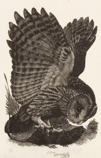 tunnicliffe-87968