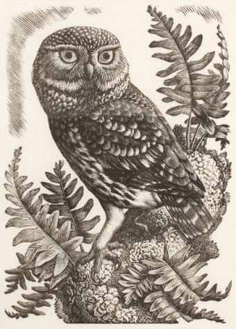 tunnicliffe-87971