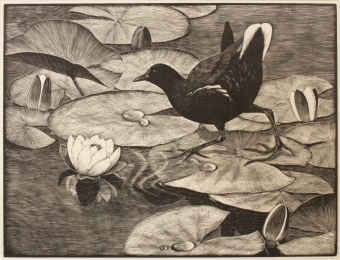 tunnicliffe-87972
