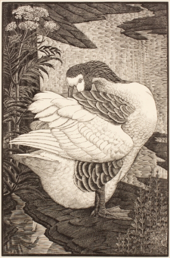 tunnicliffe-87973