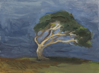 9-wind-blasted-sycamore-at-murlough-bay