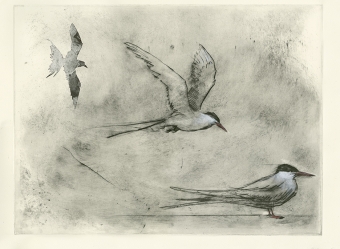 Arctic-Terns-(S)