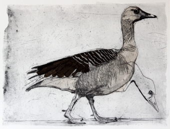 Goose-etching-&-chine-colle