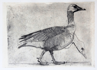 Goose-etching