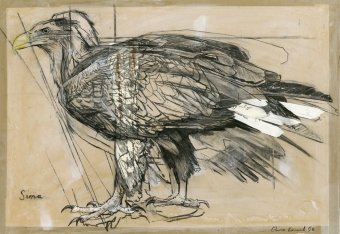 Sima,-White-Tailed-Sea-Eagle-(S)