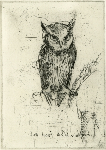 Southern-White-Faced-Owl