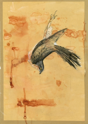 Sparrowhawk-(S)